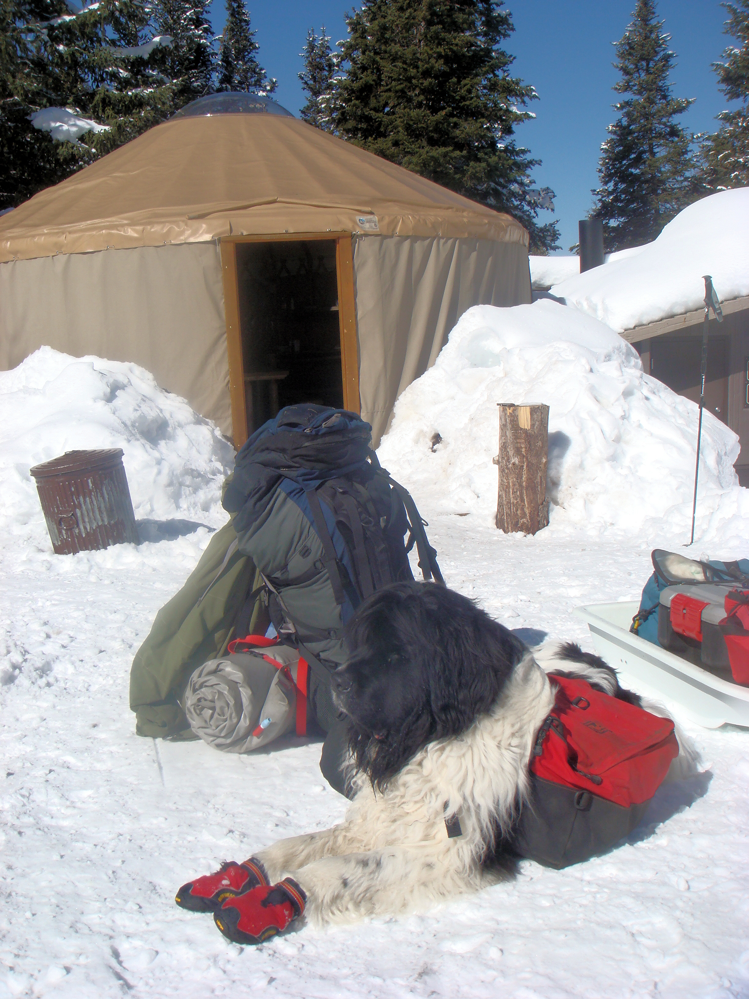 Yurt pooch