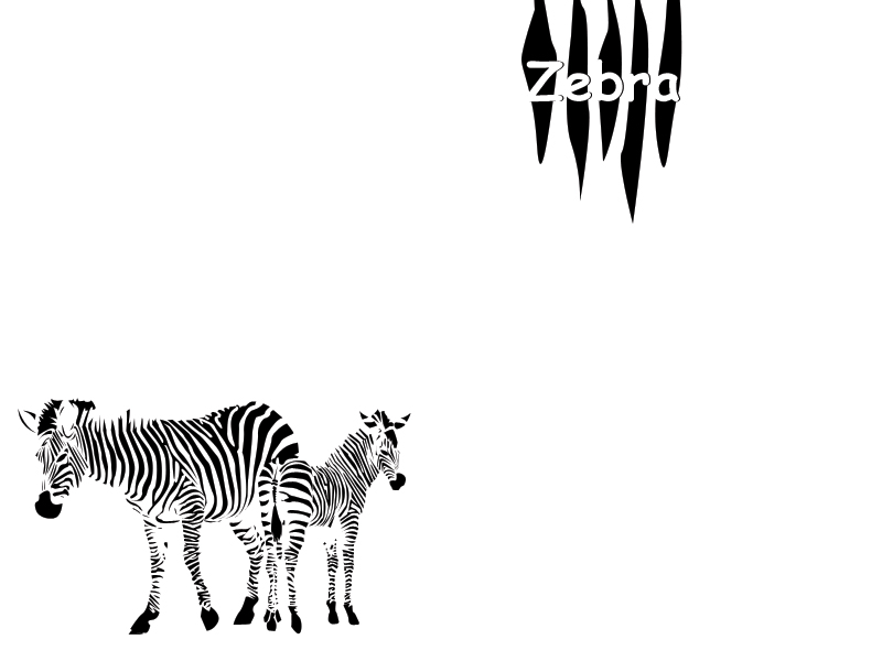 Zebra