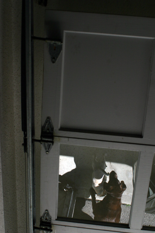 Zoe and jewel all chilling up in the garage